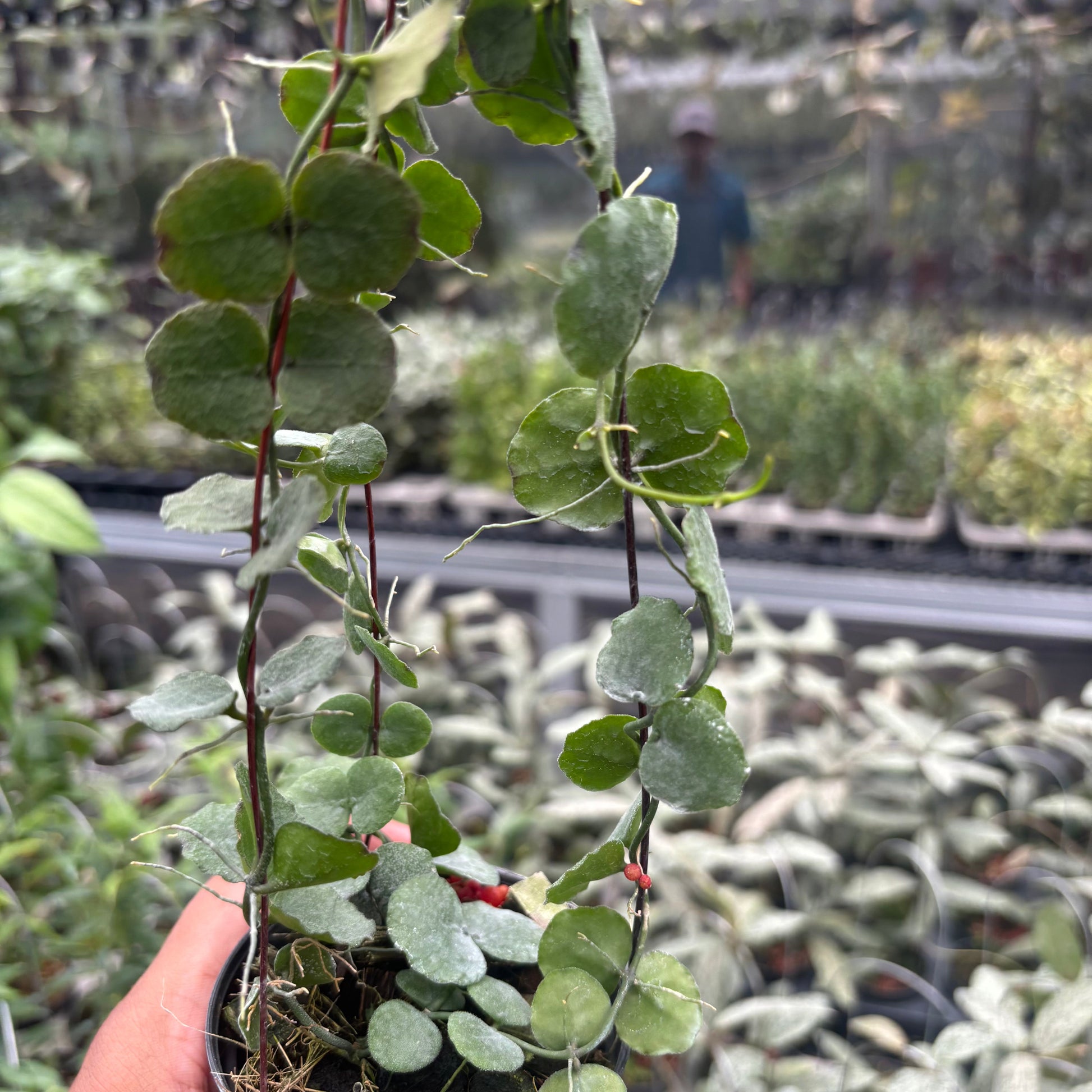 Hoya Dischidia Imbricata — photo 3