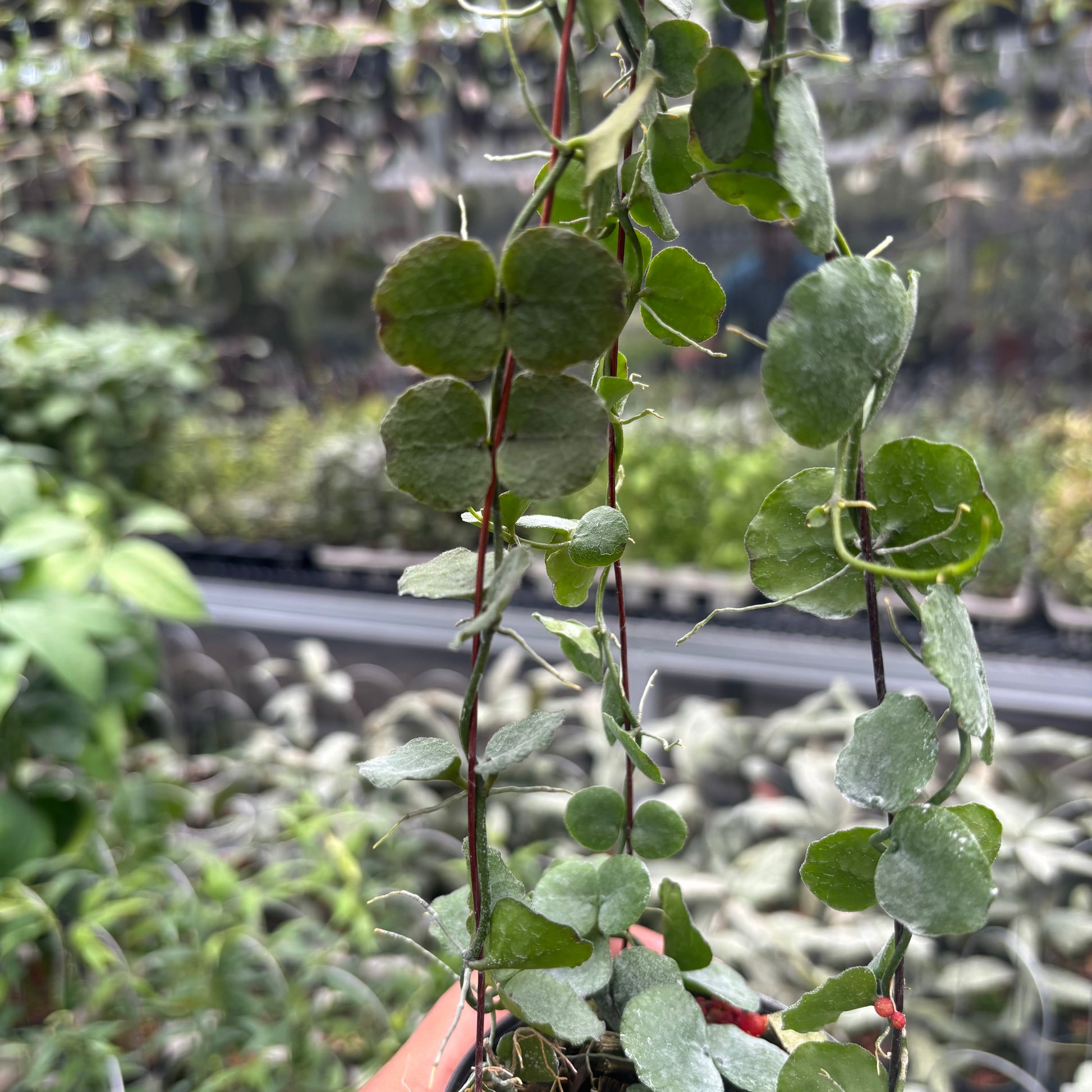 Hoya Dischidia Imbricata — photo 4