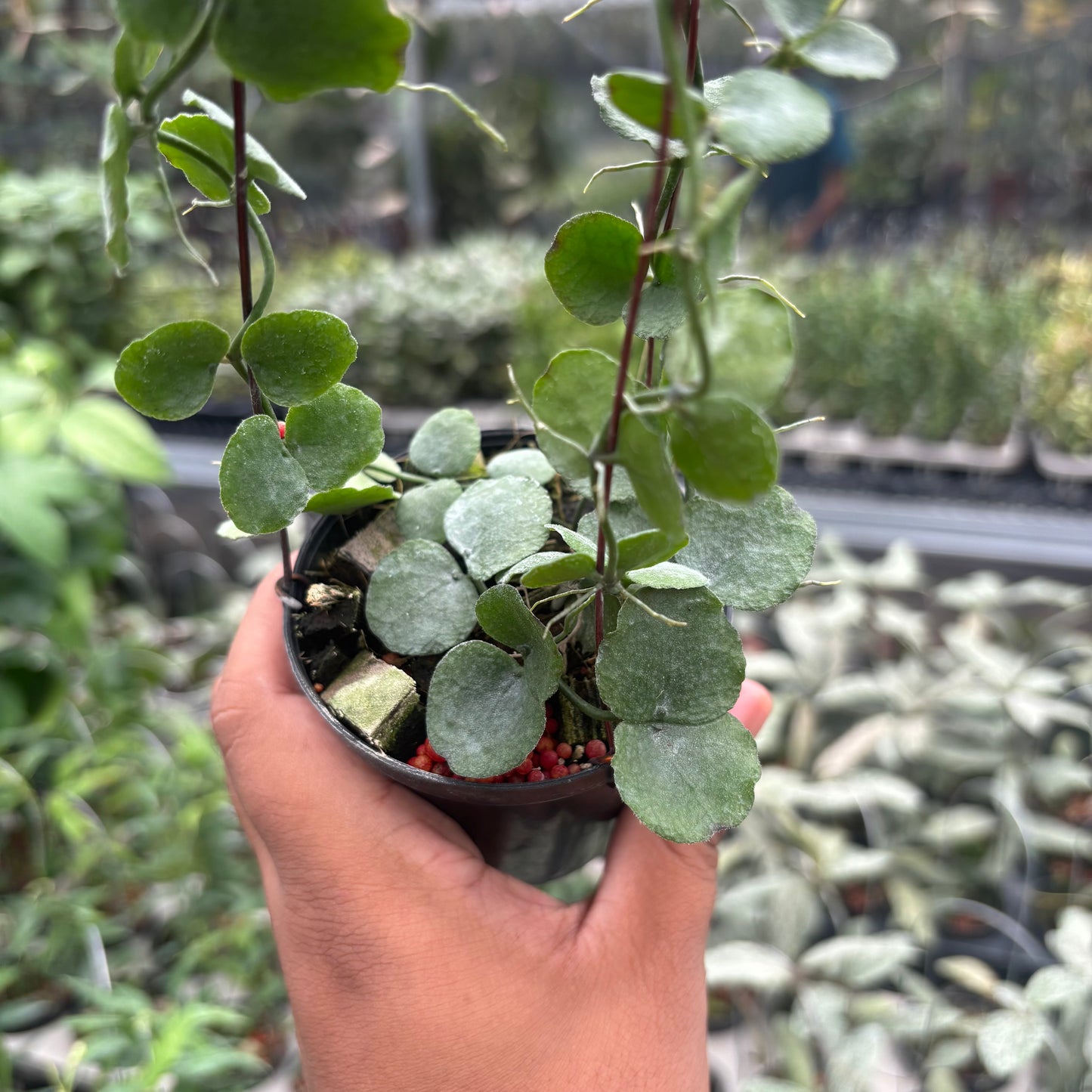 Hoya Dischidia Imbricata — photo 2