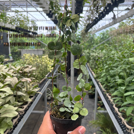 Dischidia Imbricata - Indonesian Rare Plants