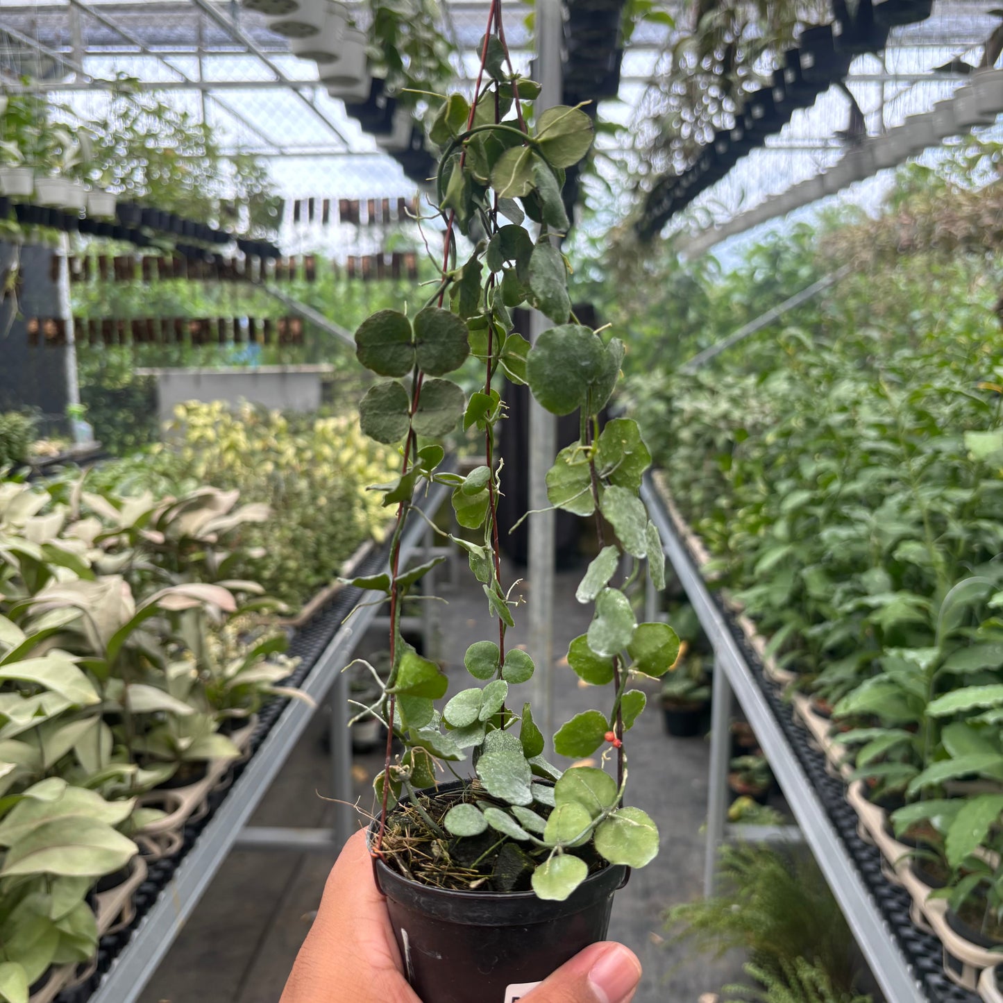 Hoya Dischidia Imbricata — rare Indonesian plant