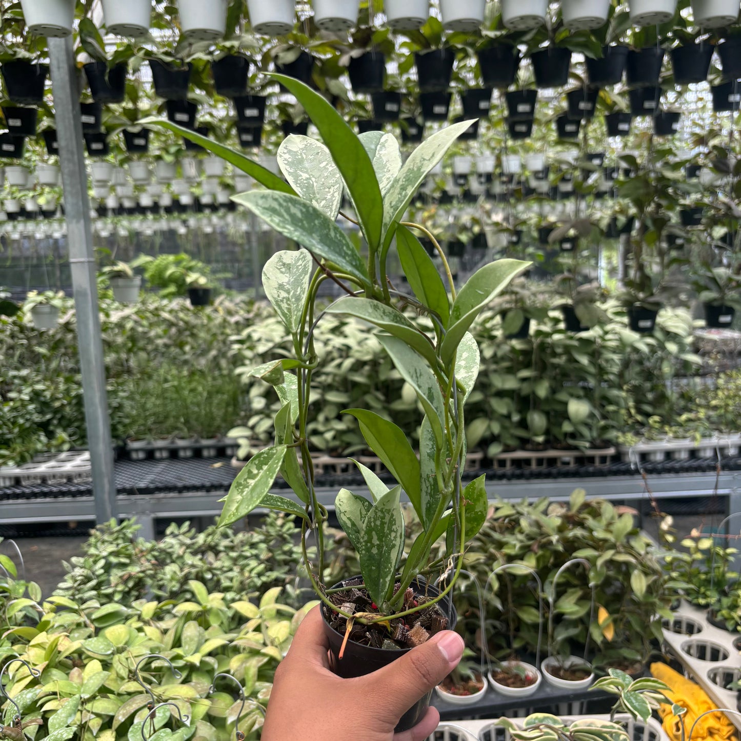 Hoya AH-074