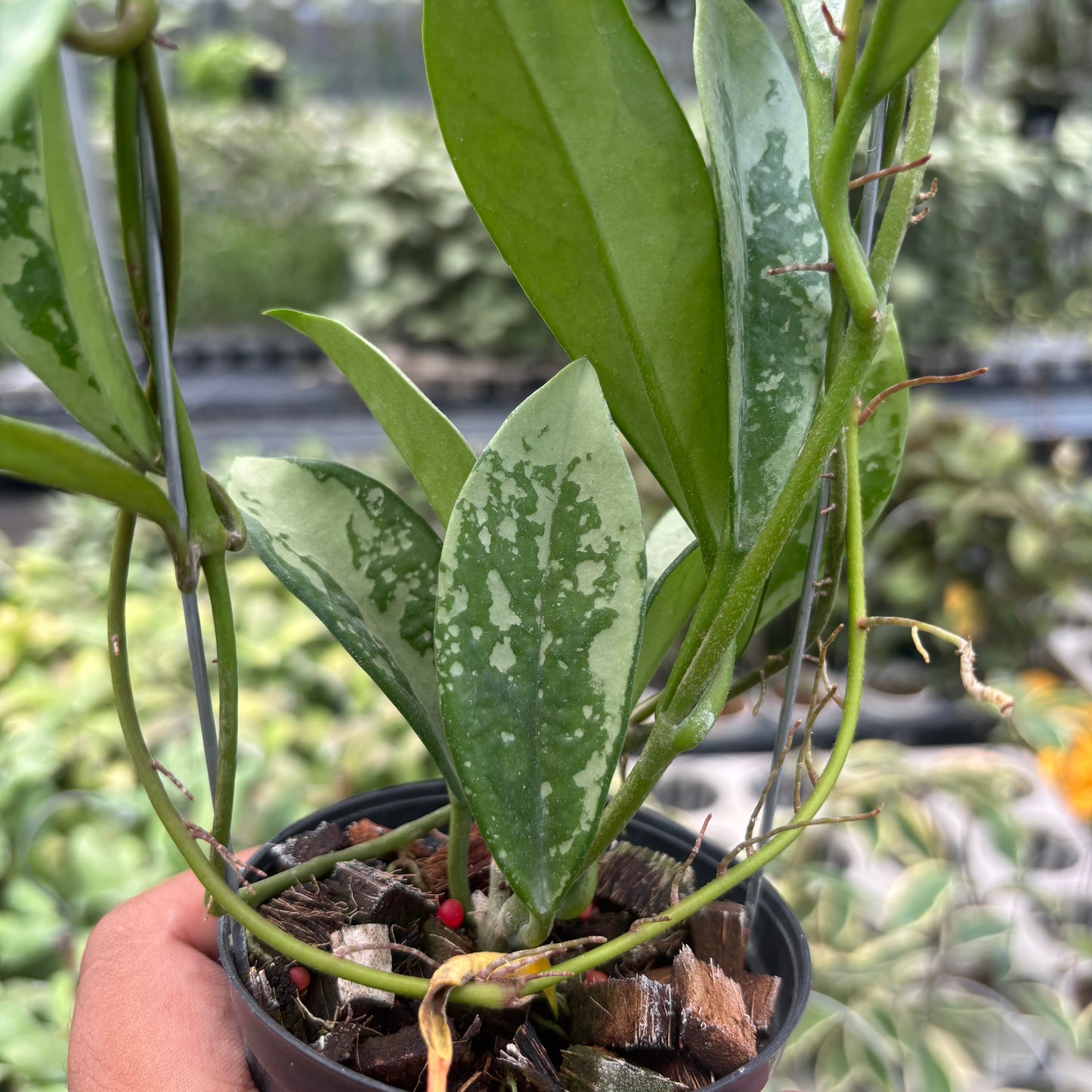 Hoya AH-074