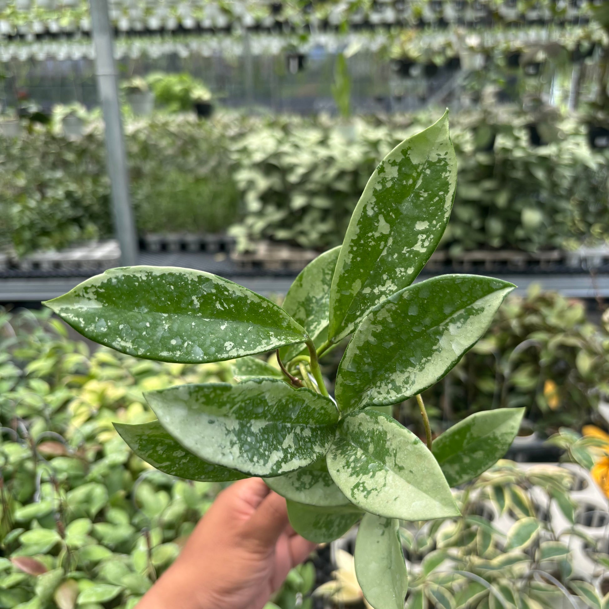 Hoya AH-074 - Indonesian Rare Plants