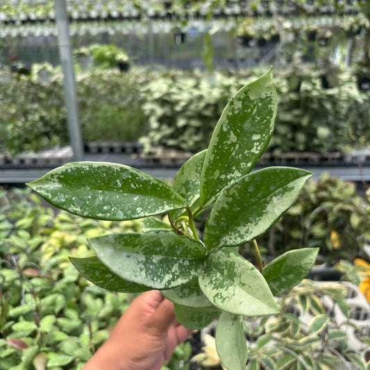 Hoya AH-074 - Indonesian Rare Plants