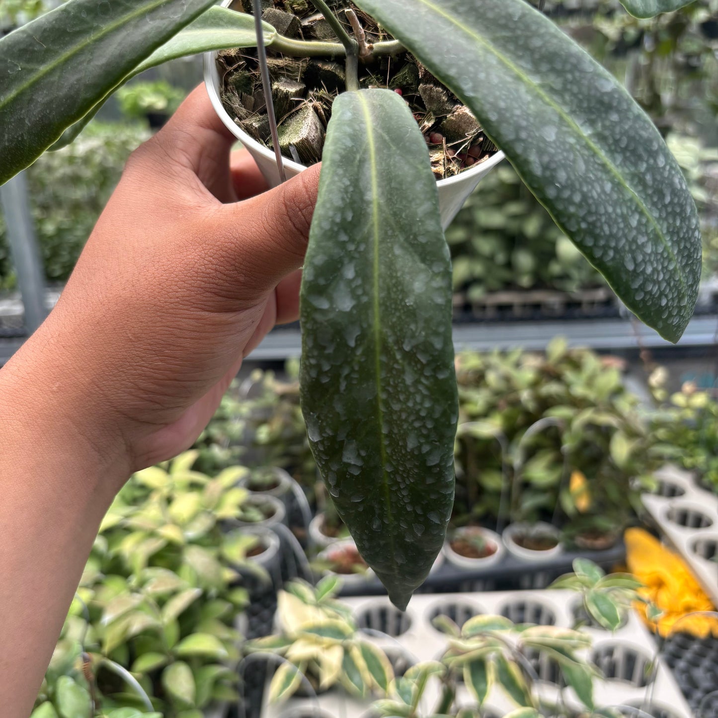 Hoya Pulchra