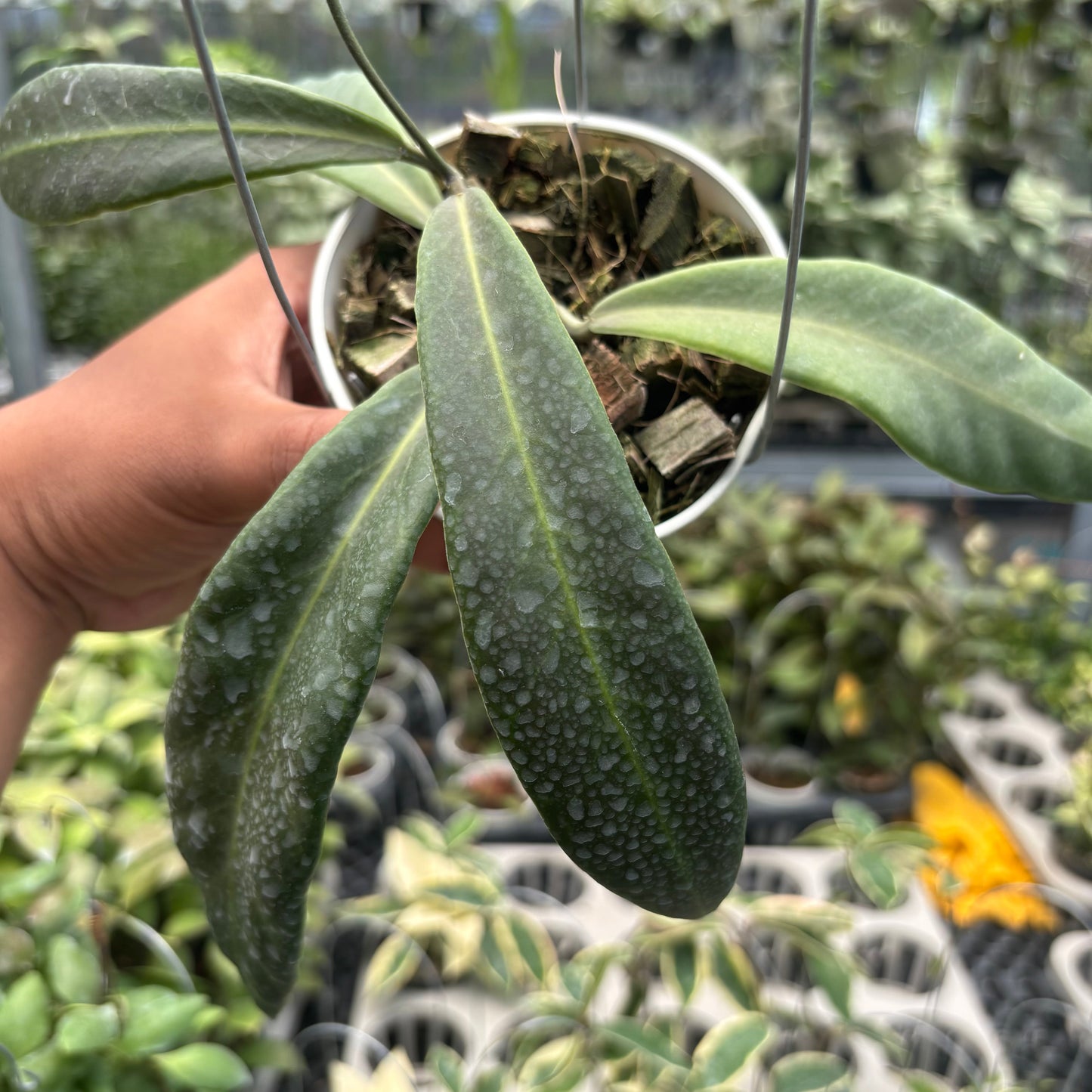 Hoya Pulchra