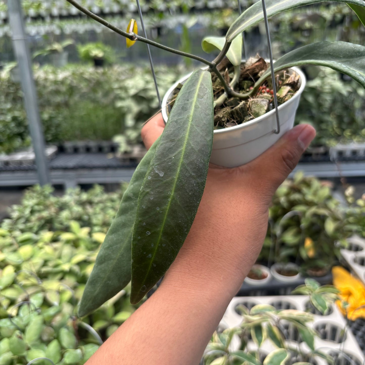 Hoya Pulchra