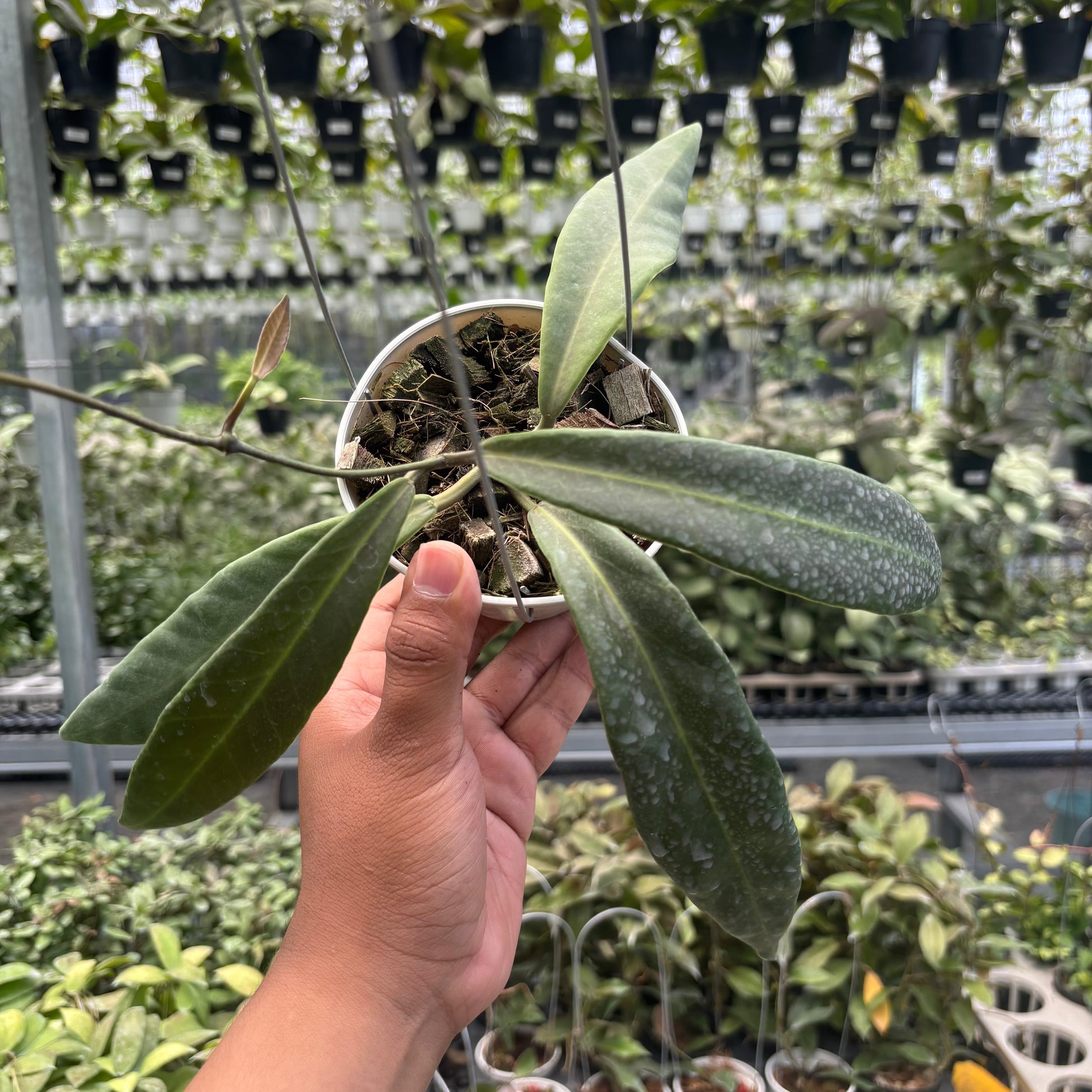 Hoya Pulchra - Indonesian Rare Plants