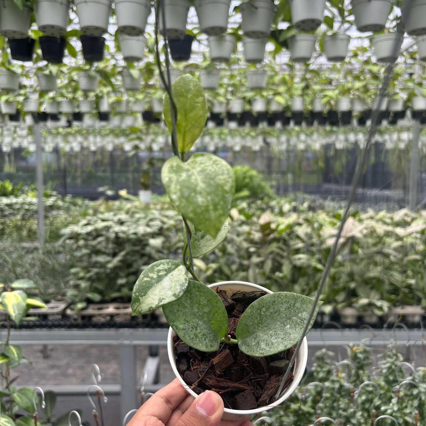 Hoya Nervosa 'Jokul' (Silver) - Indonesian Rare Plants