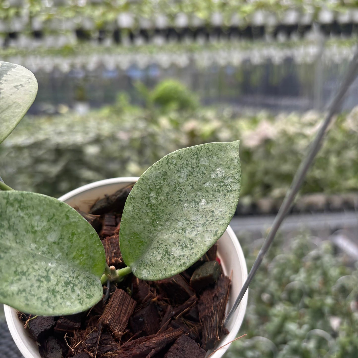 Hoya Nervosa 'Jokul' (Silver)