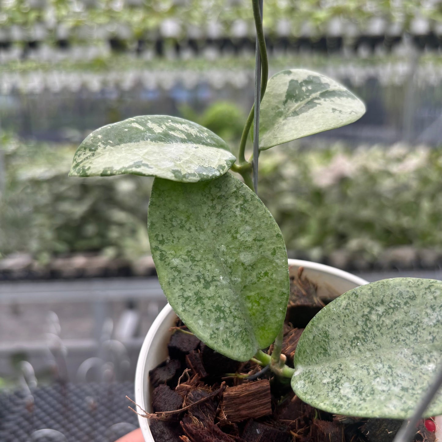 Hoya Nervosa 'Jokul' (Silver)