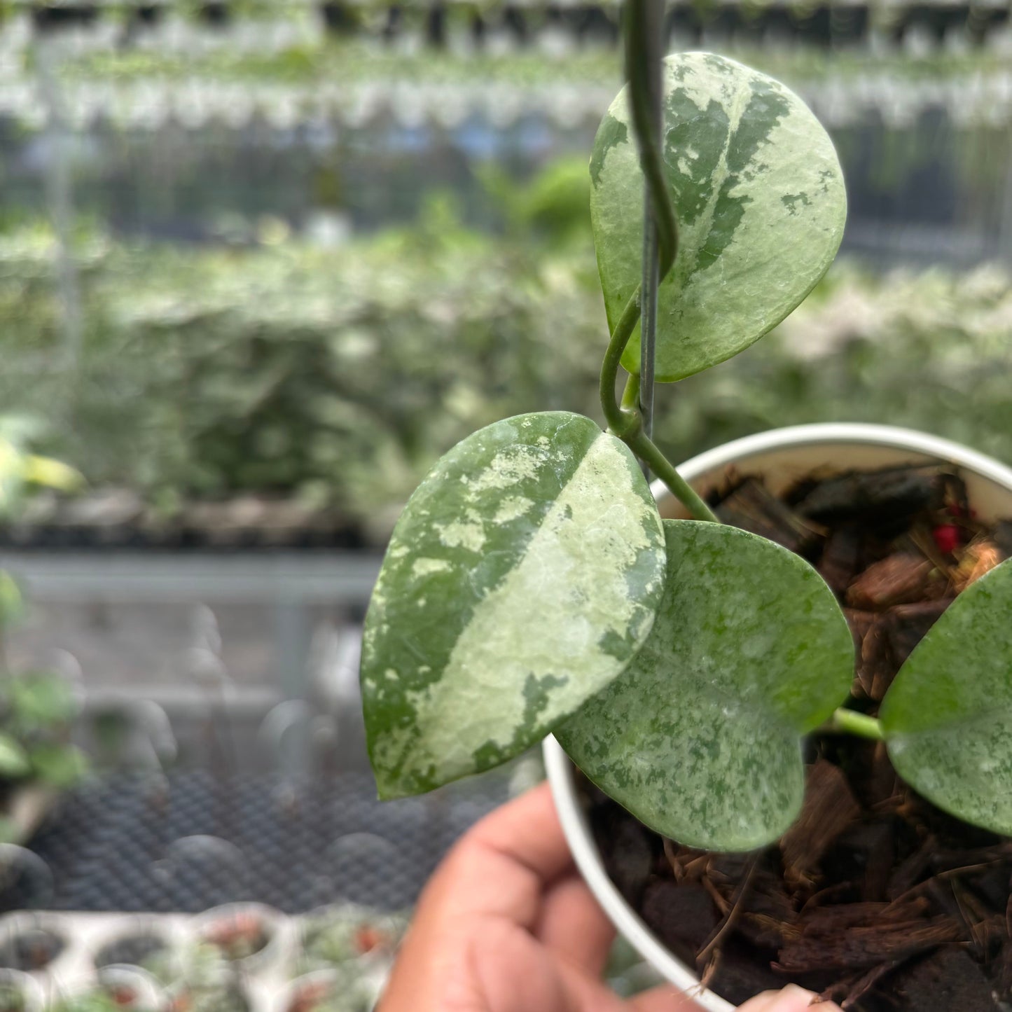 Hoya Nervosa 'Jokul' (Silver)