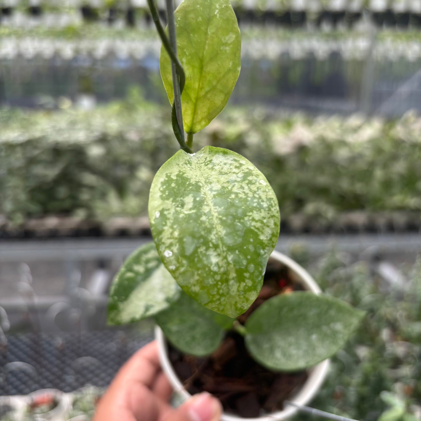 Hoya Nervosa 'Jokul' (Silver)