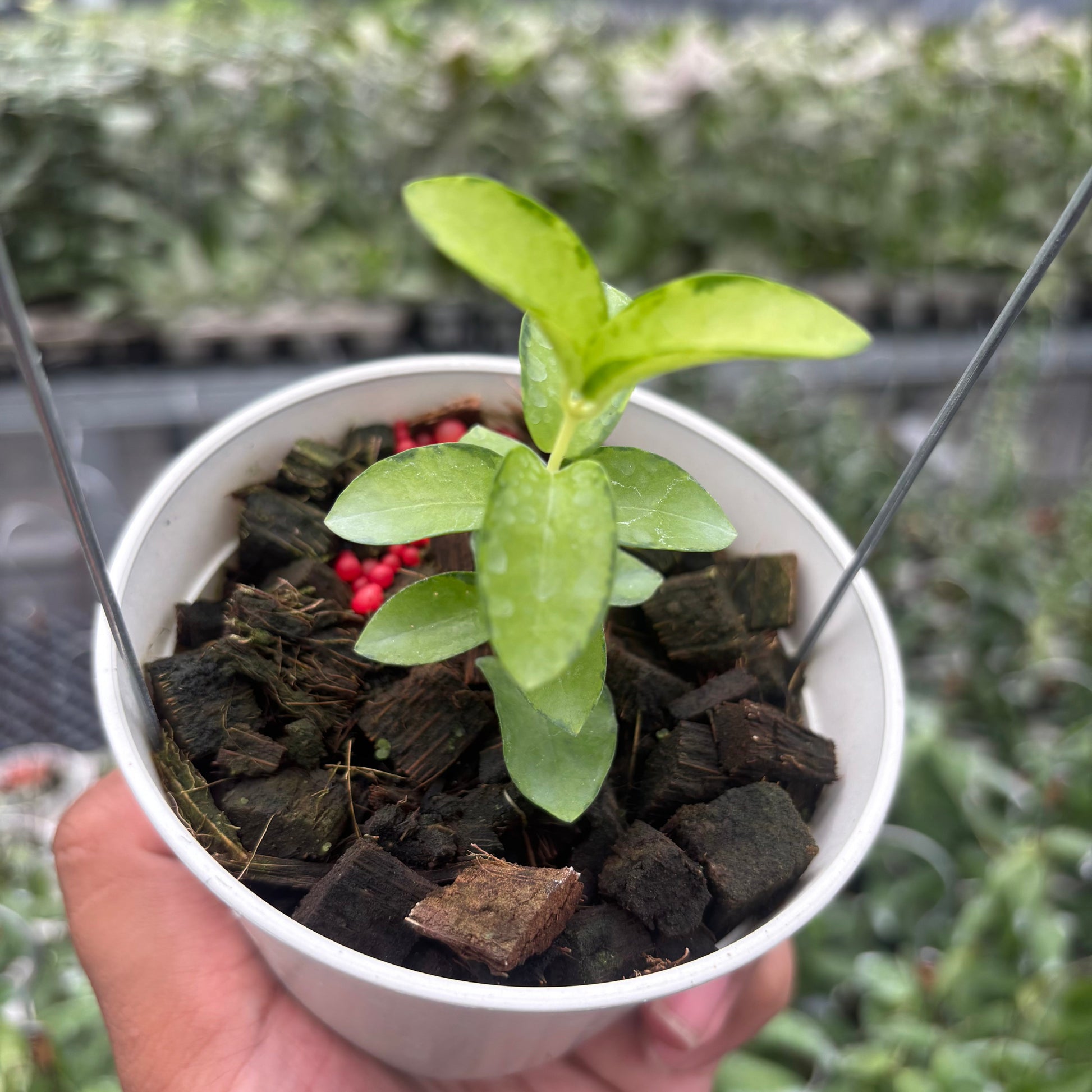 Hoya Cumingiana "Inner Variegated" - Indonesian Rare Plants