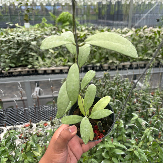 Hoya Sp. Rindu Rafflesia x Hoya Crassipetiolata (VH-02-16) - Indonesian Rare Plants