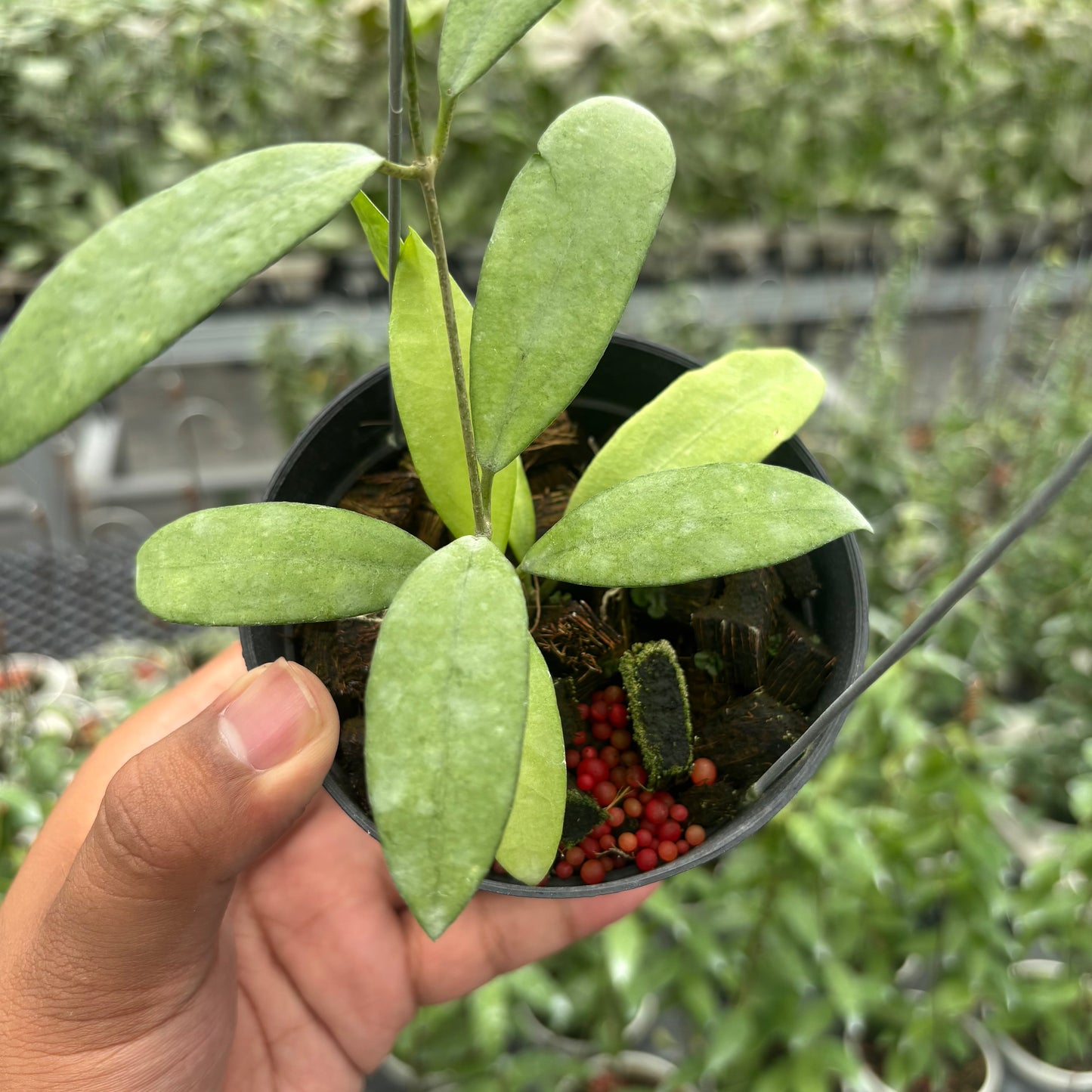 Hoya Sp. Rindu Rafflesia x Hoya Crassipetiolata (VH-02-16)