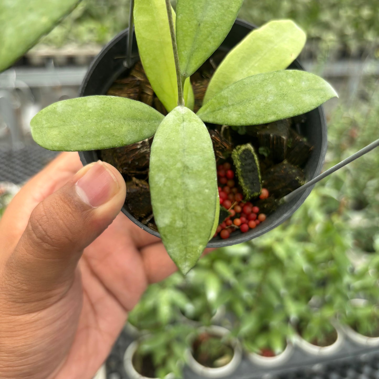 Hoya Sp. Rindu Rafflesia x Hoya Crassipetiolata (VH-02-16)