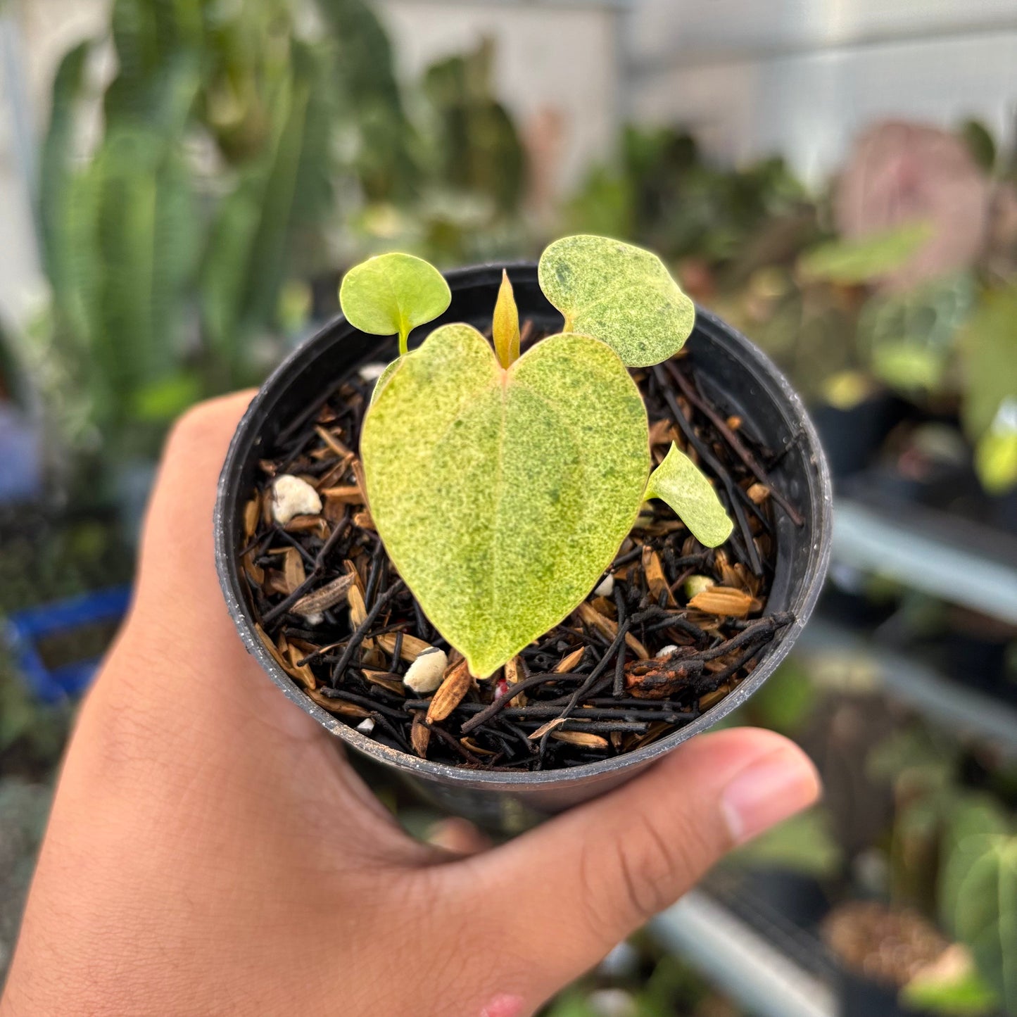 Anthurium (Dark & Handsome x Red Velvet Cake) x RVDP - Indonesian Rare Plants