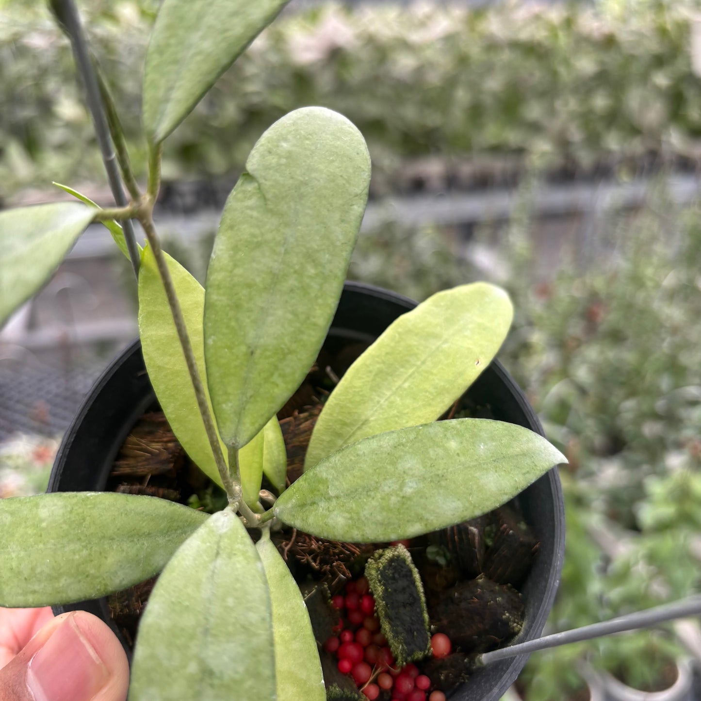 Hoya Sp. Rindu Rafflesia x Hoya Crassipetiolata (VH-02-16)