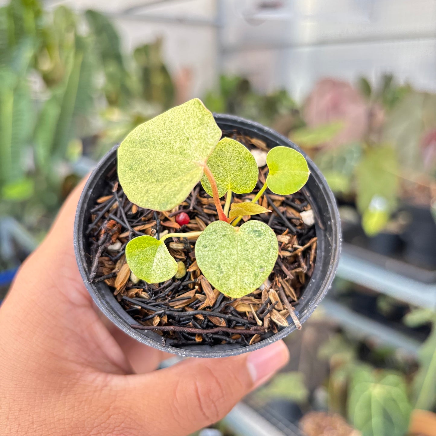 Anthurium (Dark & Handsome x Red Velvet Cake) x RVDP