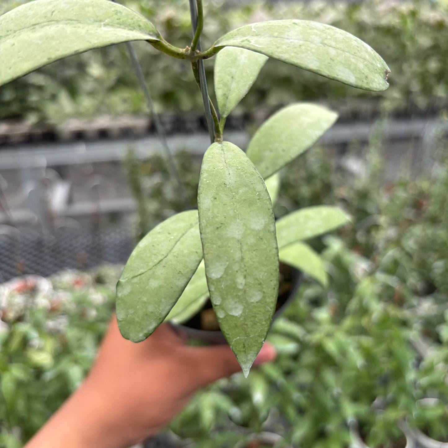 Hoya Sp. Rindu Rafflesia x Hoya Crassipetiolata (VH-02-16)