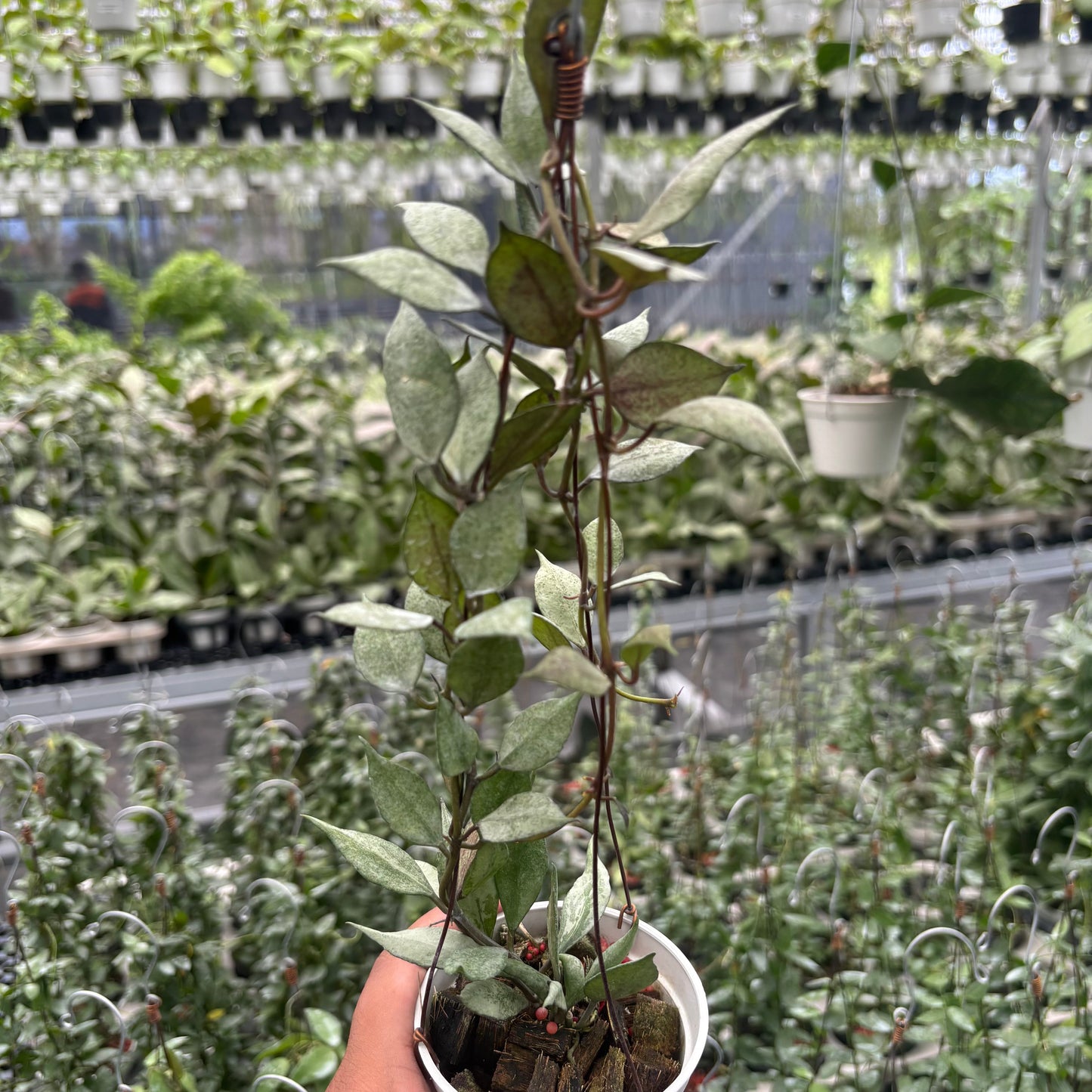 Hoya Lacunosa Black Pearl - Indonesian Rare Plants