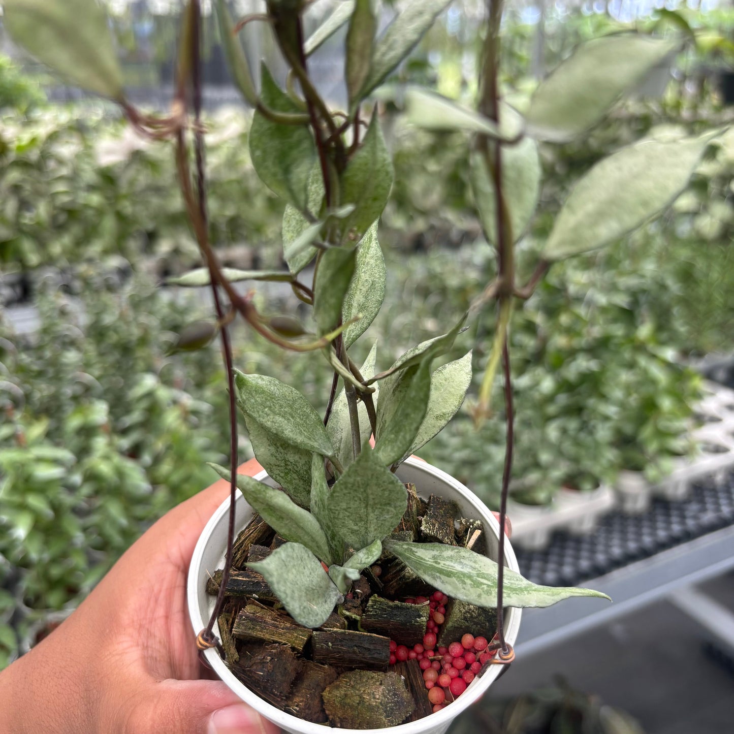 Hoya Lacunosa Black Pearl