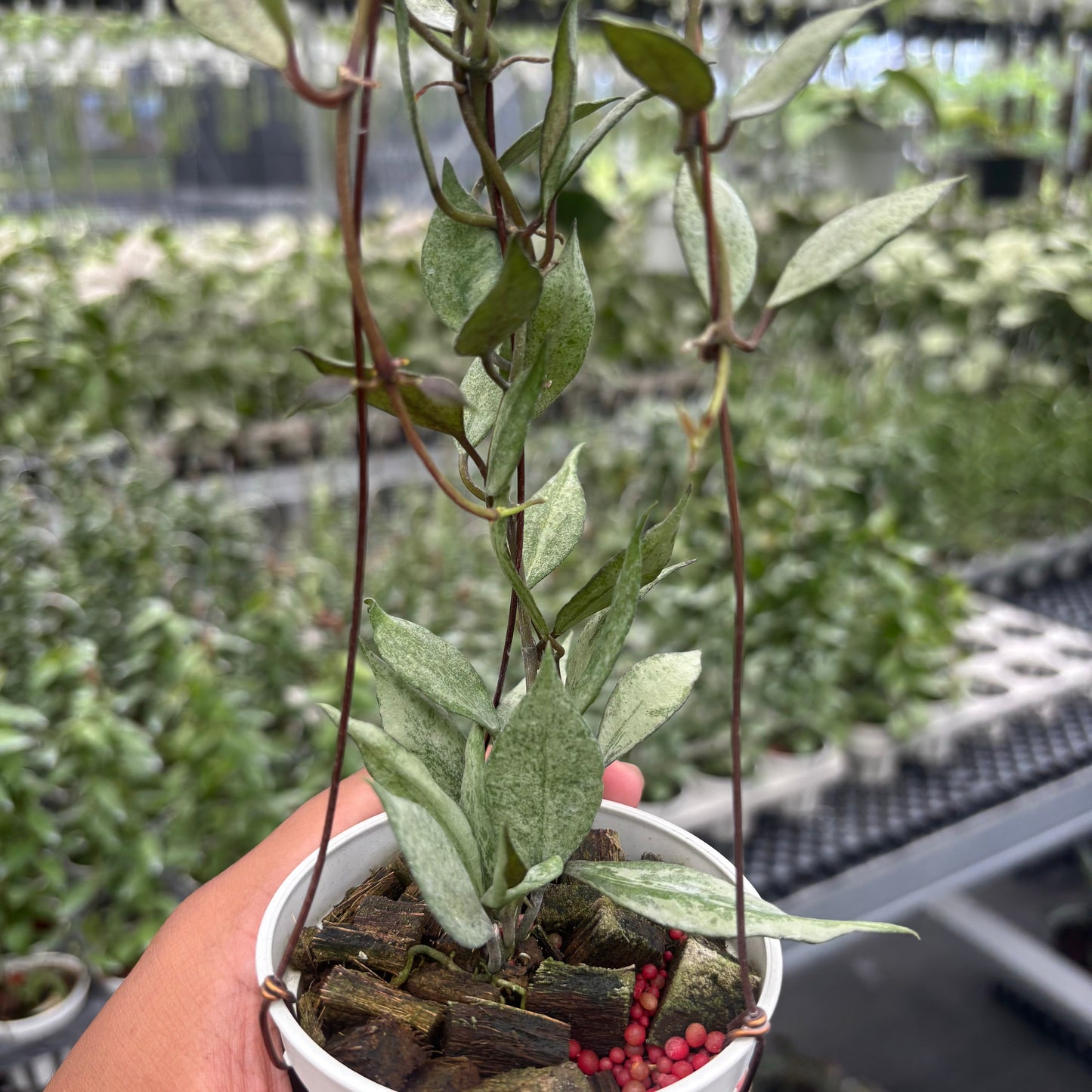 Hoya Lacunosa Black Pearl