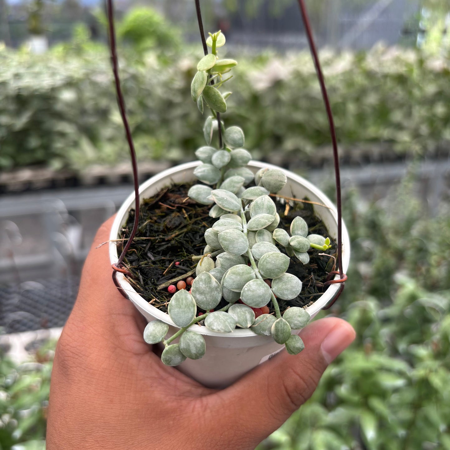 Hoya Dischidia Nummularia "Variegated" — rare Indonesian plant