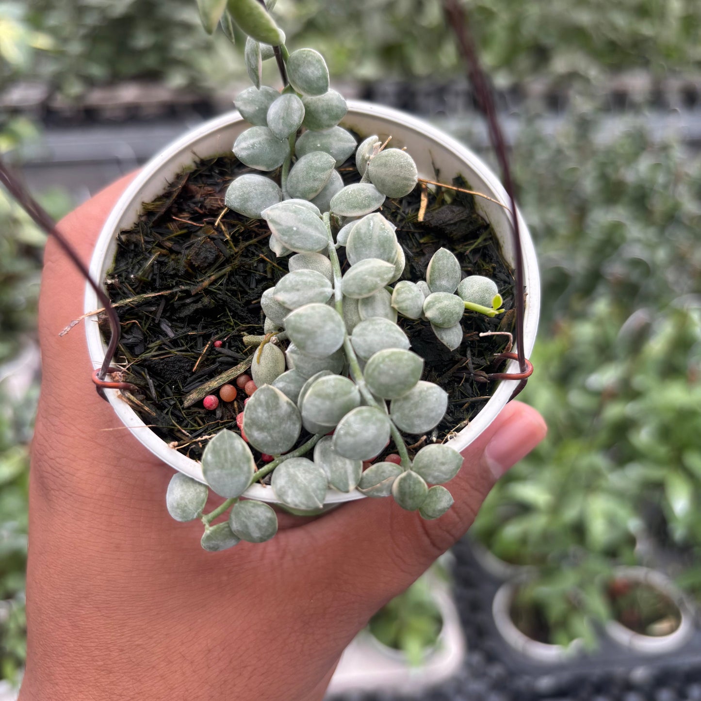Hoya Dischidia Nummularia "Variegated" — photo 2