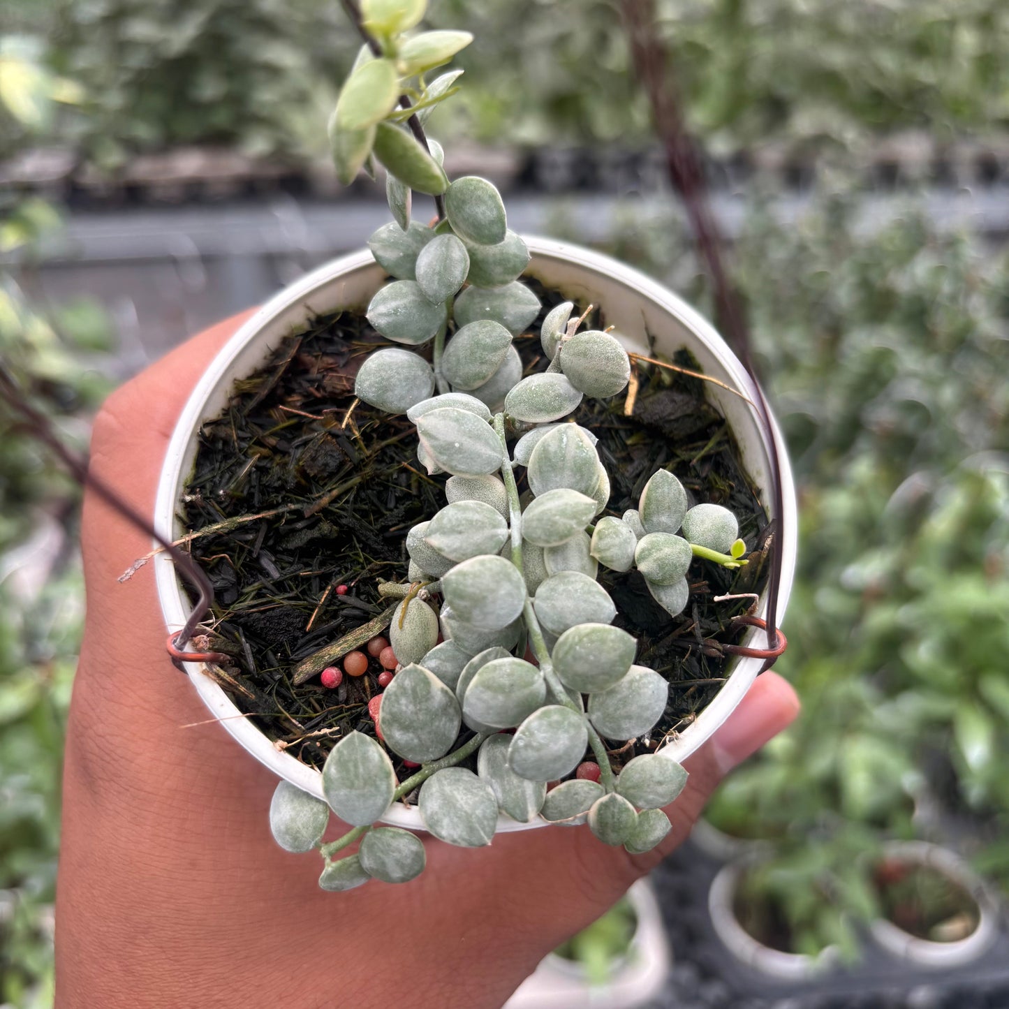 Hoya Dischidia Nummularia "Variegated" — photo 3