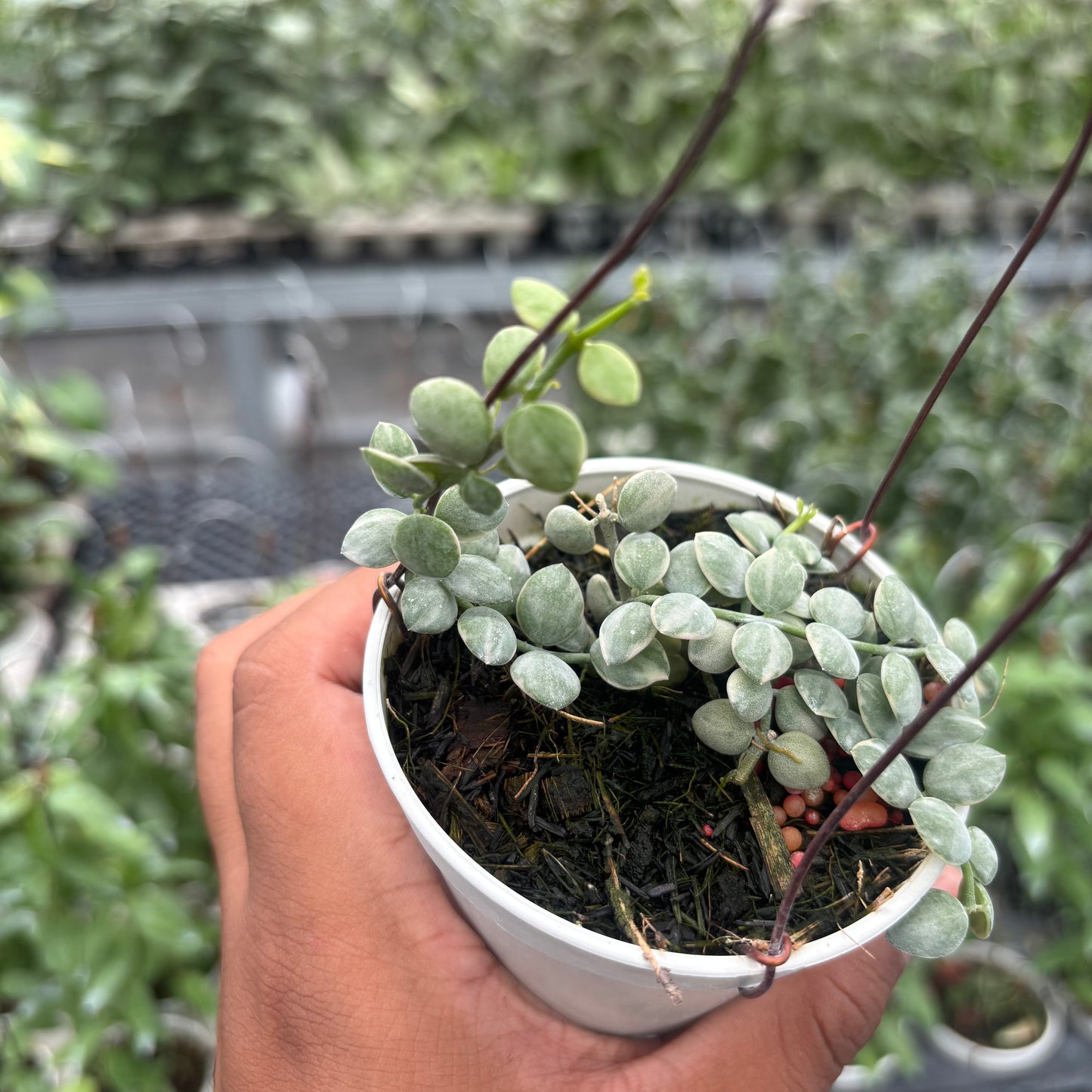 Hoya Dischidia Nummularia "Variegated" — photo 4