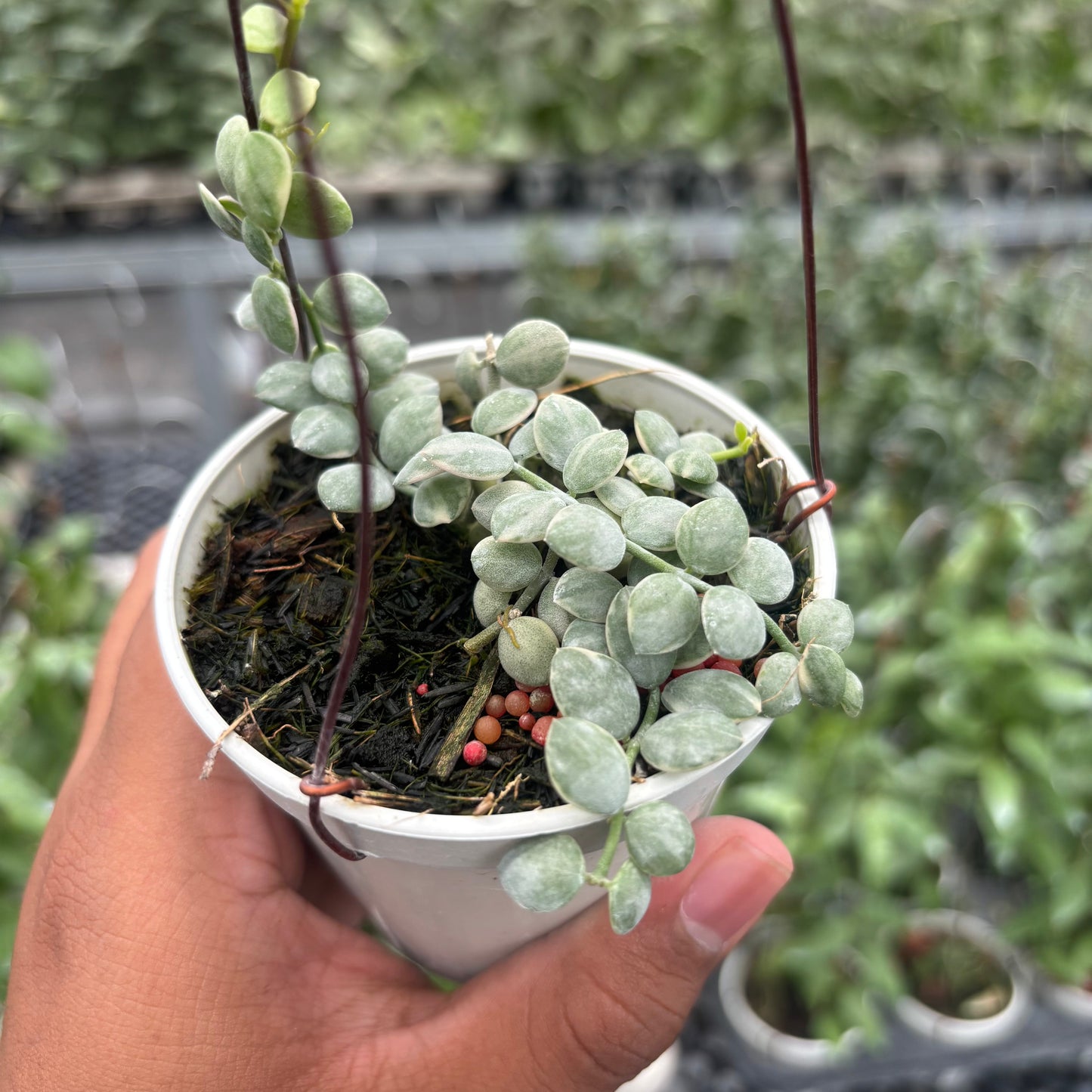 Hoya Dischidia Nummularia "Variegated" — photo 5