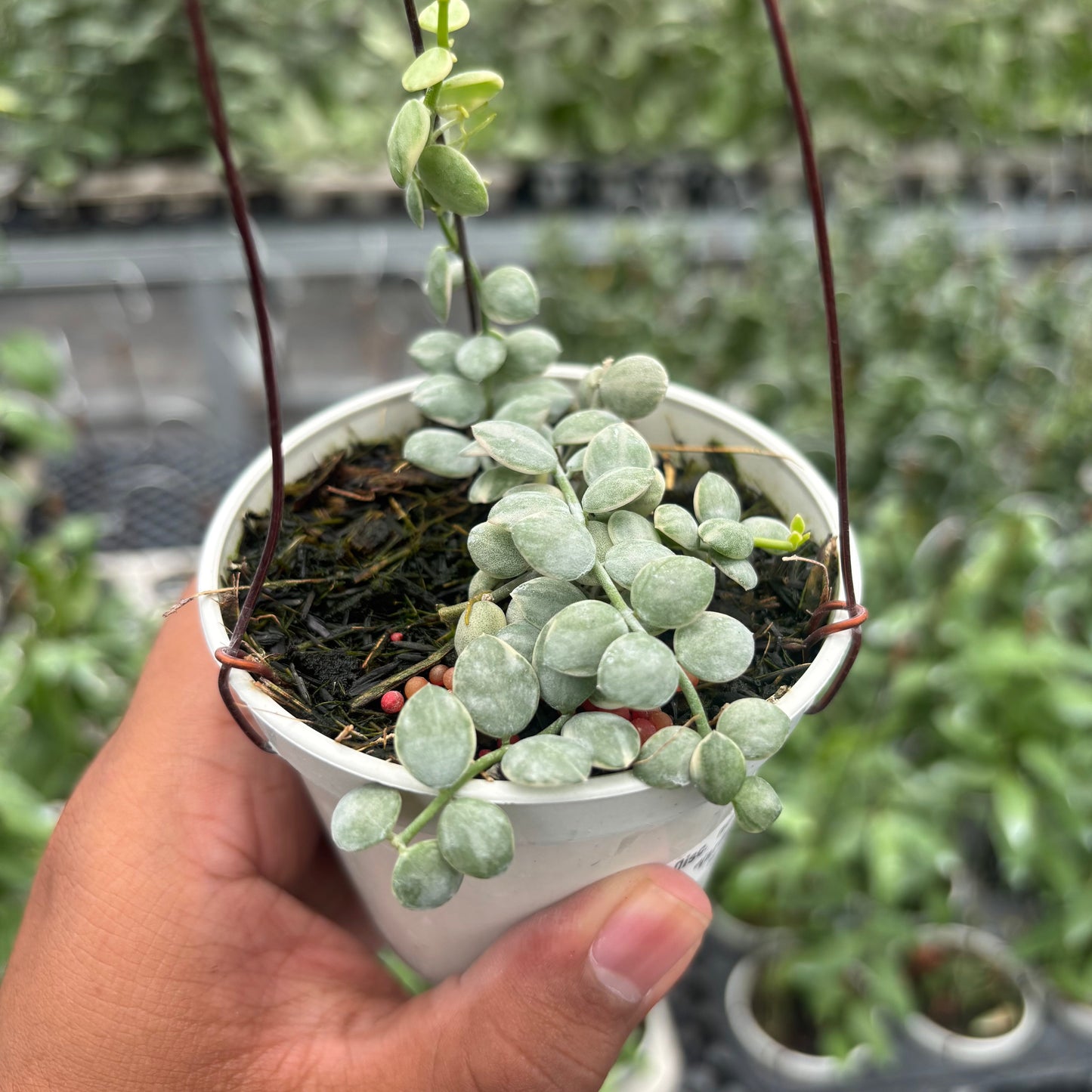 Hoya Dischidia Nummularia "Variegated" — photo 6