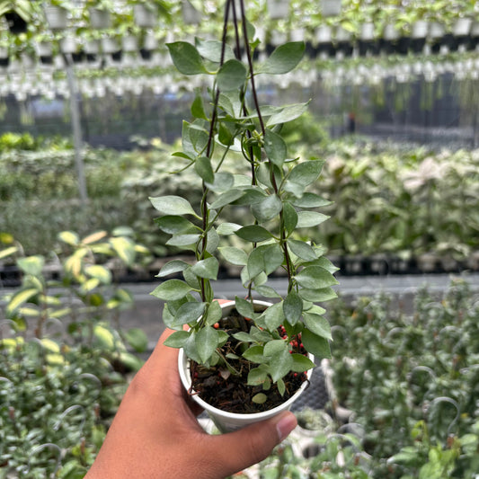 Dischidia SP AFF Immortalis "VN-779" - Indonesian Rare Plants