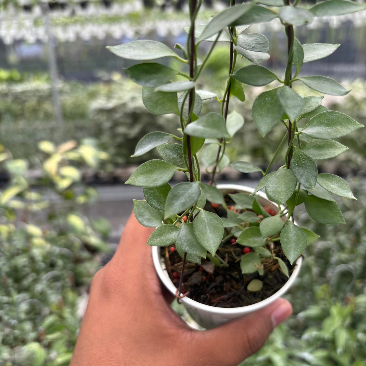 Dischidia SP AFF Immortalis "VN-779"