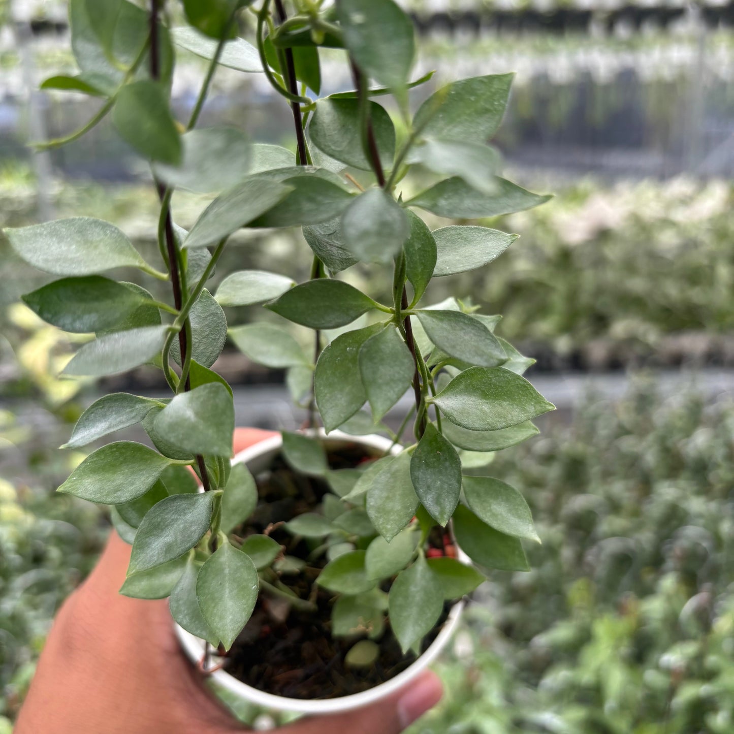 Dischidia SP AFF Immortalis "VN-779"
