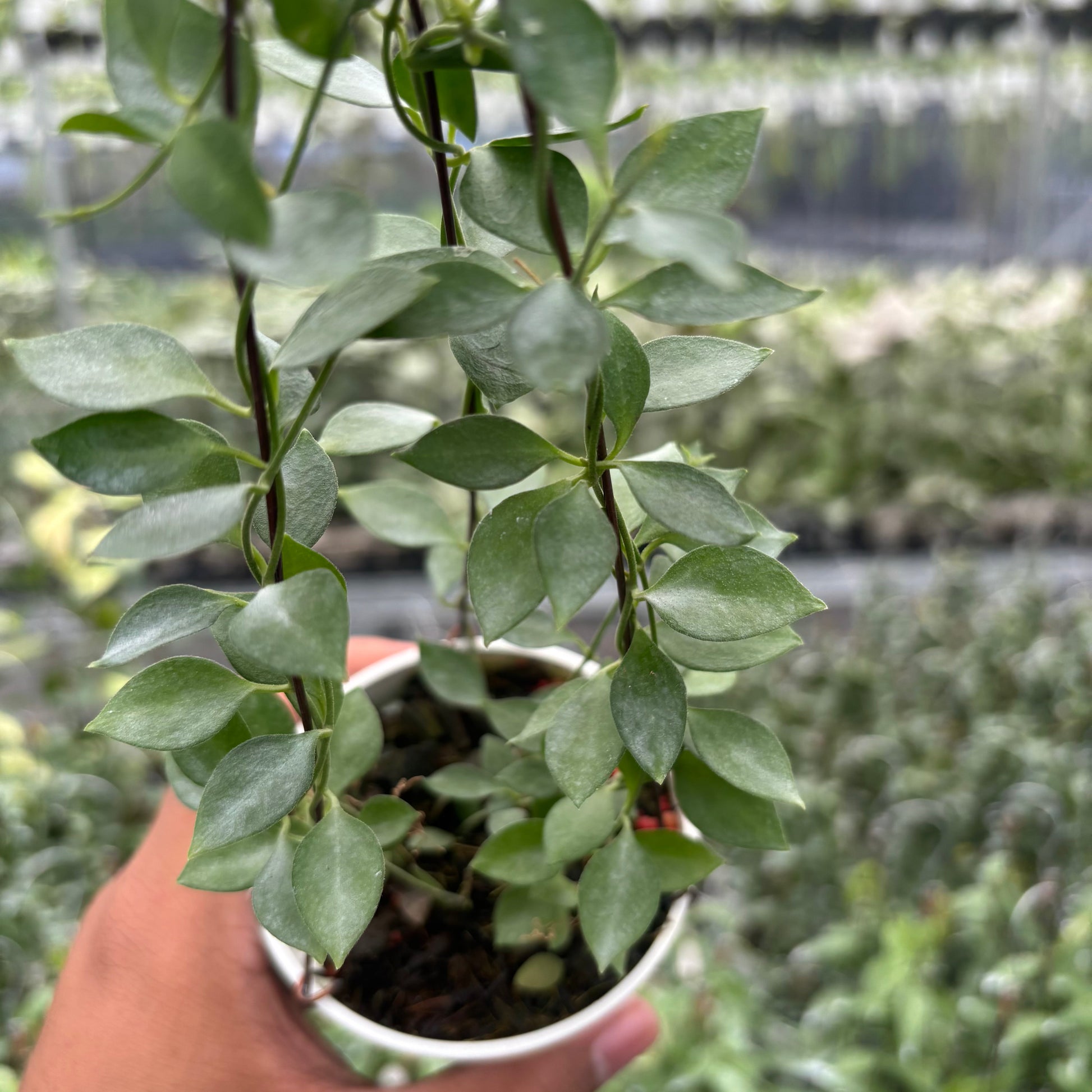 Hoya Dischidia SP AFF Immortalis "VN-779" — photo 4