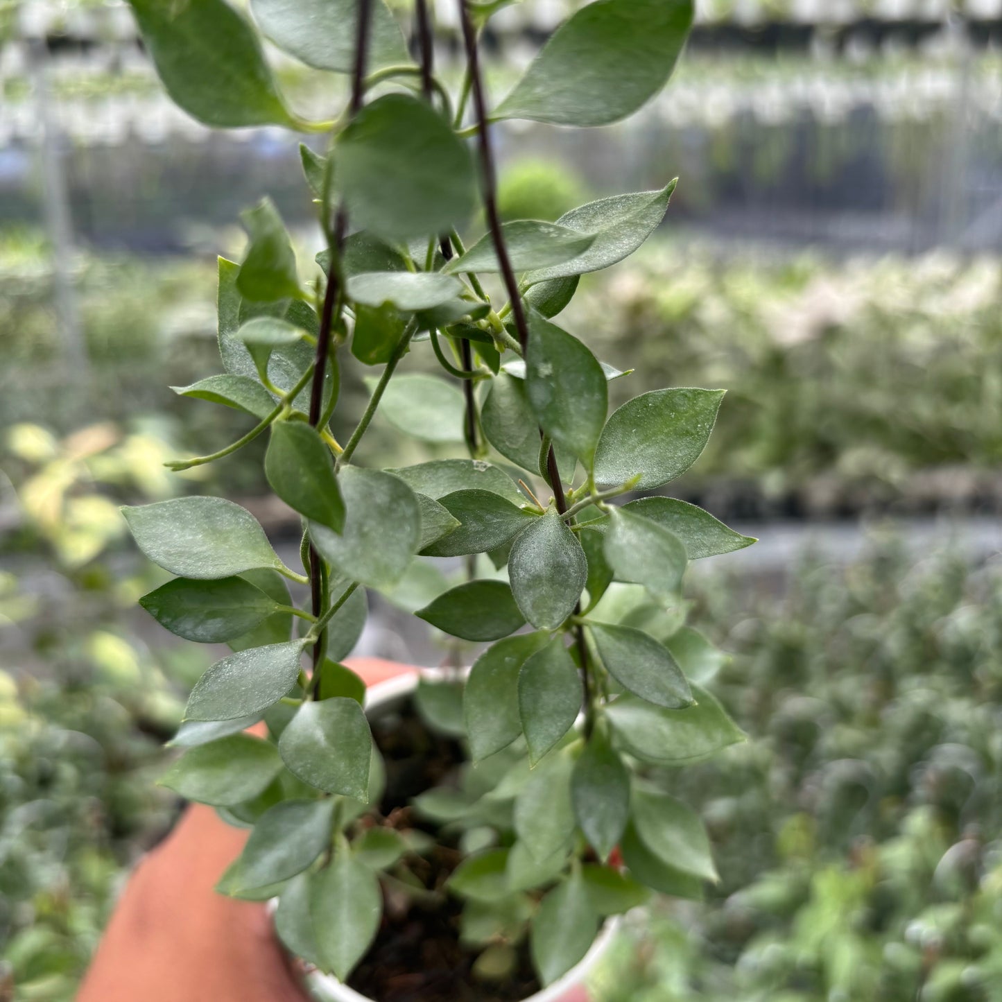 Dischidia SP AFF Immortalis "VN-779"