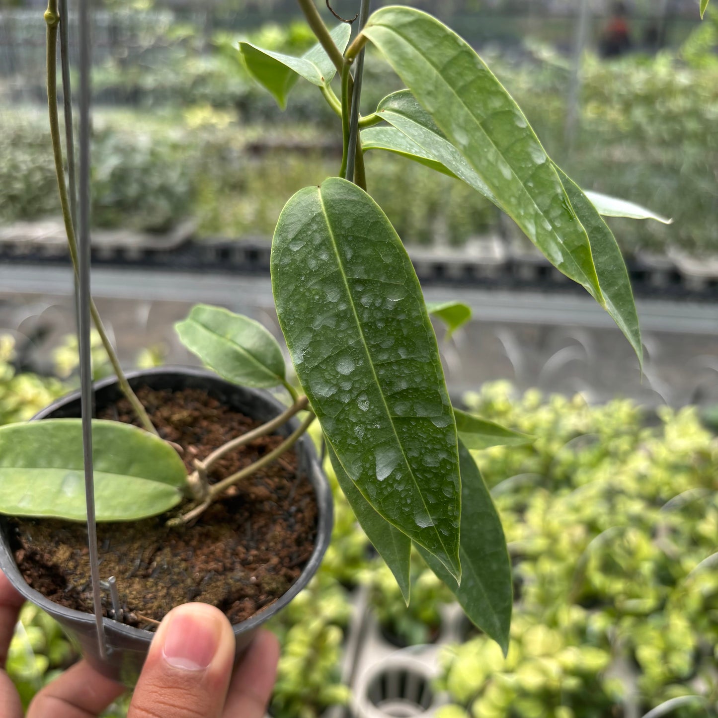 Hoya Surisana "Orange" VN-740