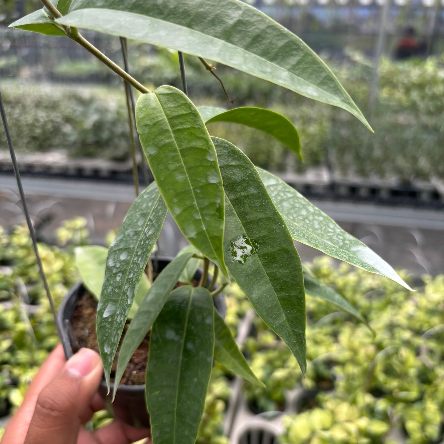 Hoya Surisana "Orange" VN-740