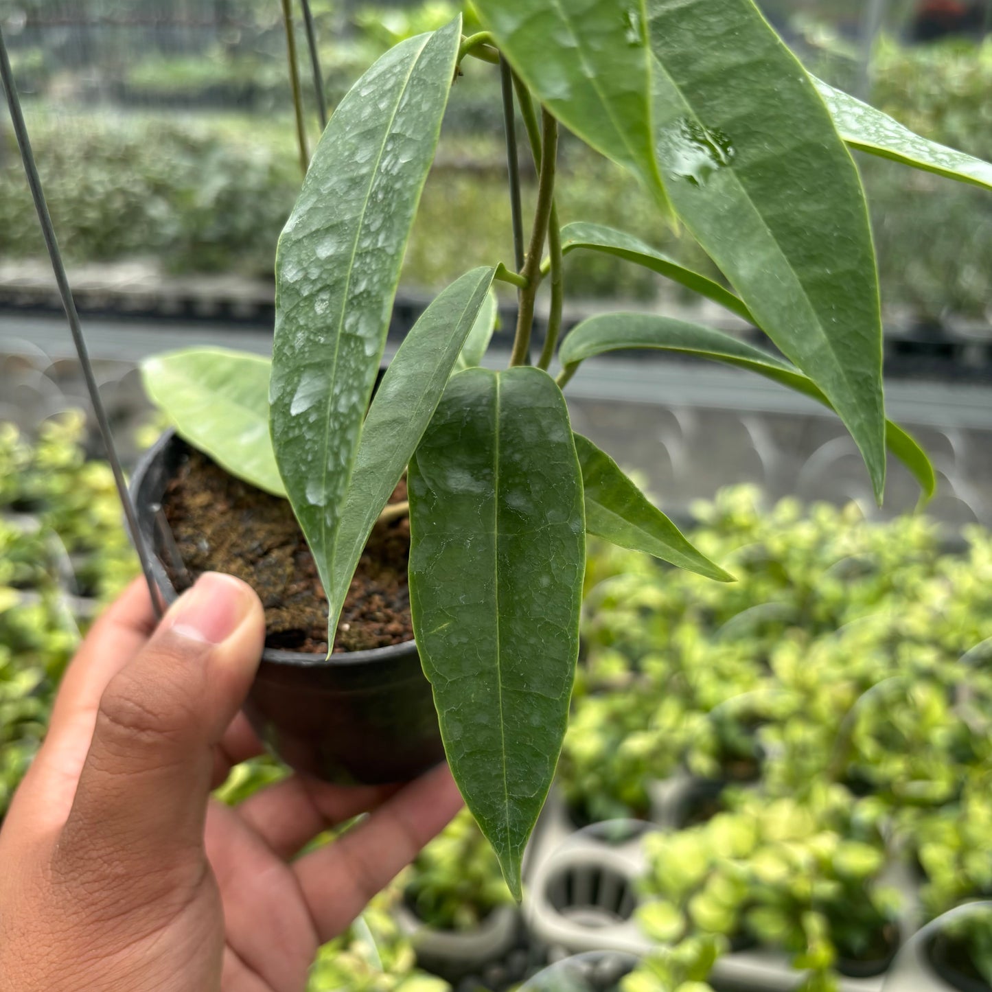 Hoya Surisana "Orange" VN-740