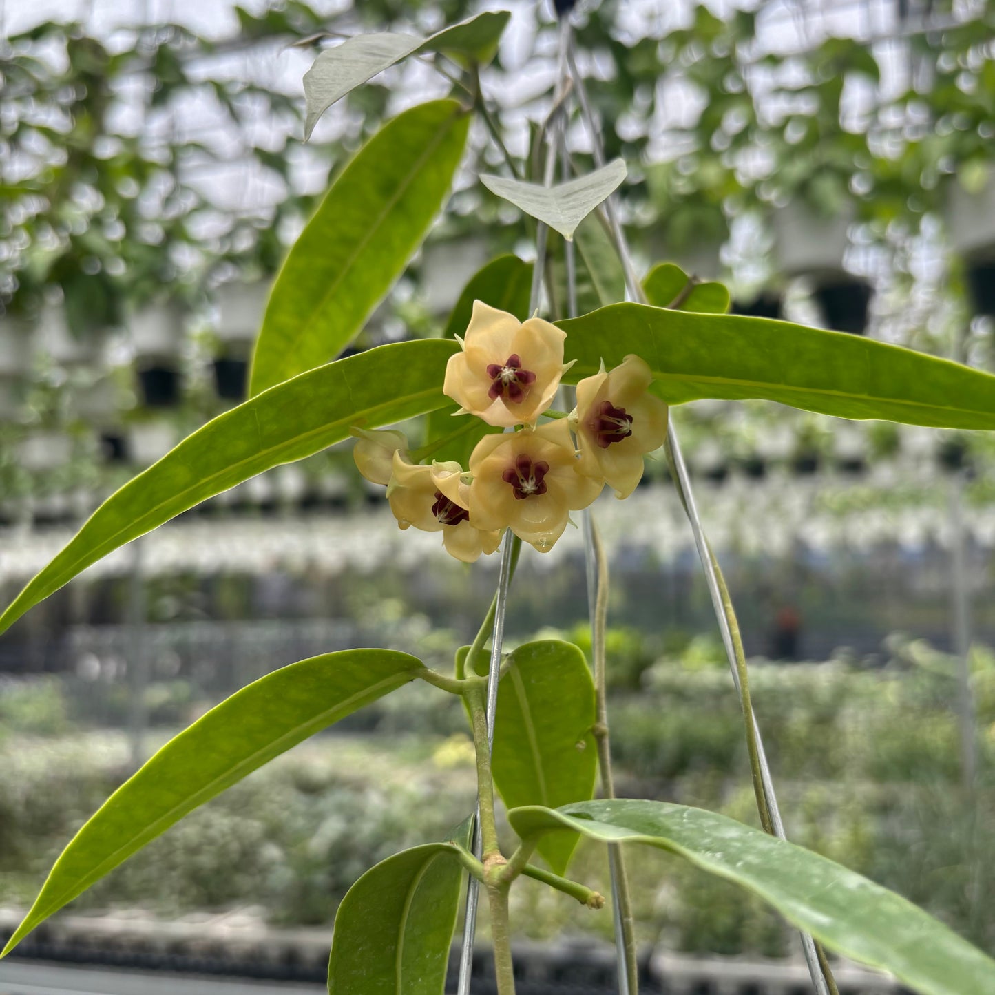 Hoya Surisana "Orange" VN-740