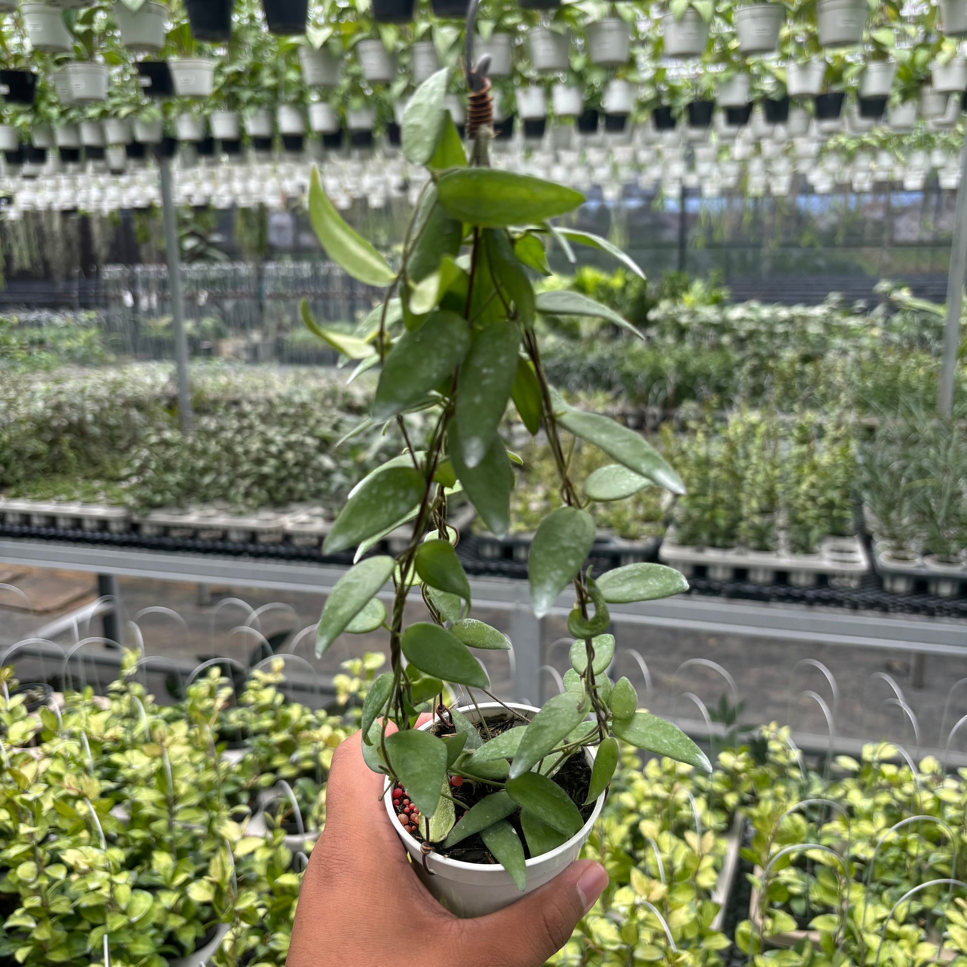 Hoya Dolicantha - Indonesian Rare Plants