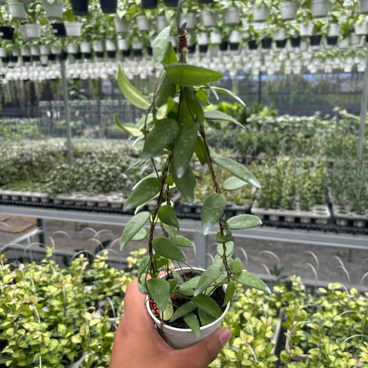 Hoya Dolicantha - Indonesian Rare Plants