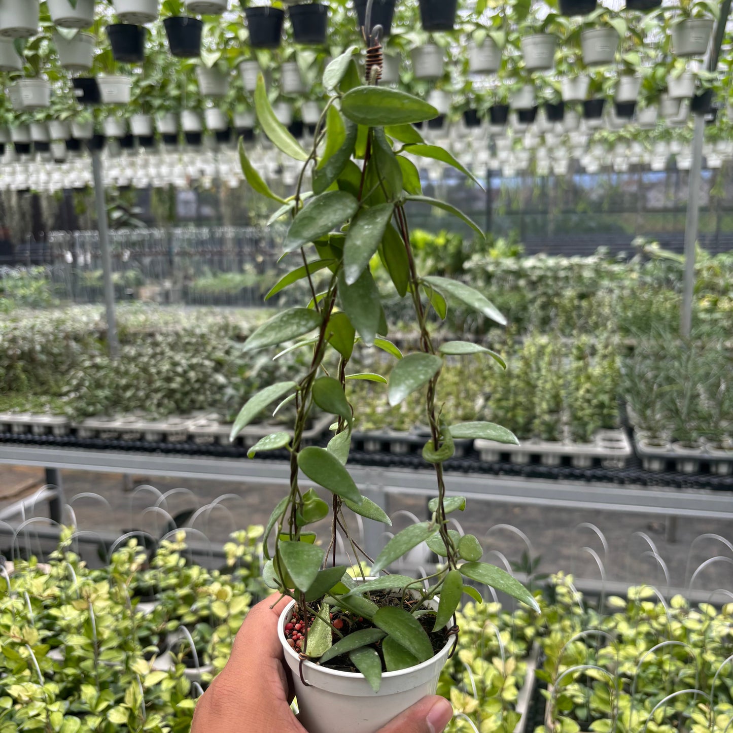 Hoya Dolicantha