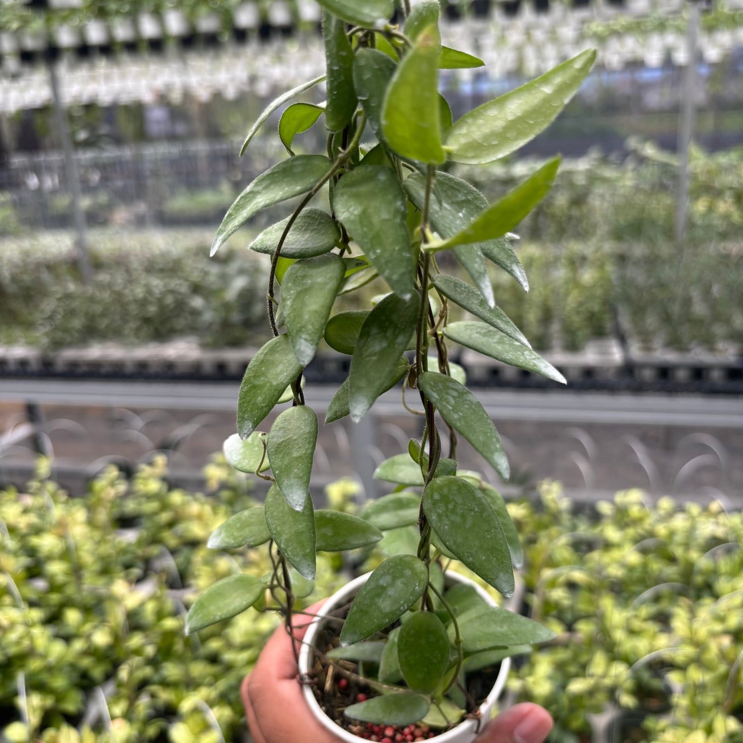 Hoya Dolicantha