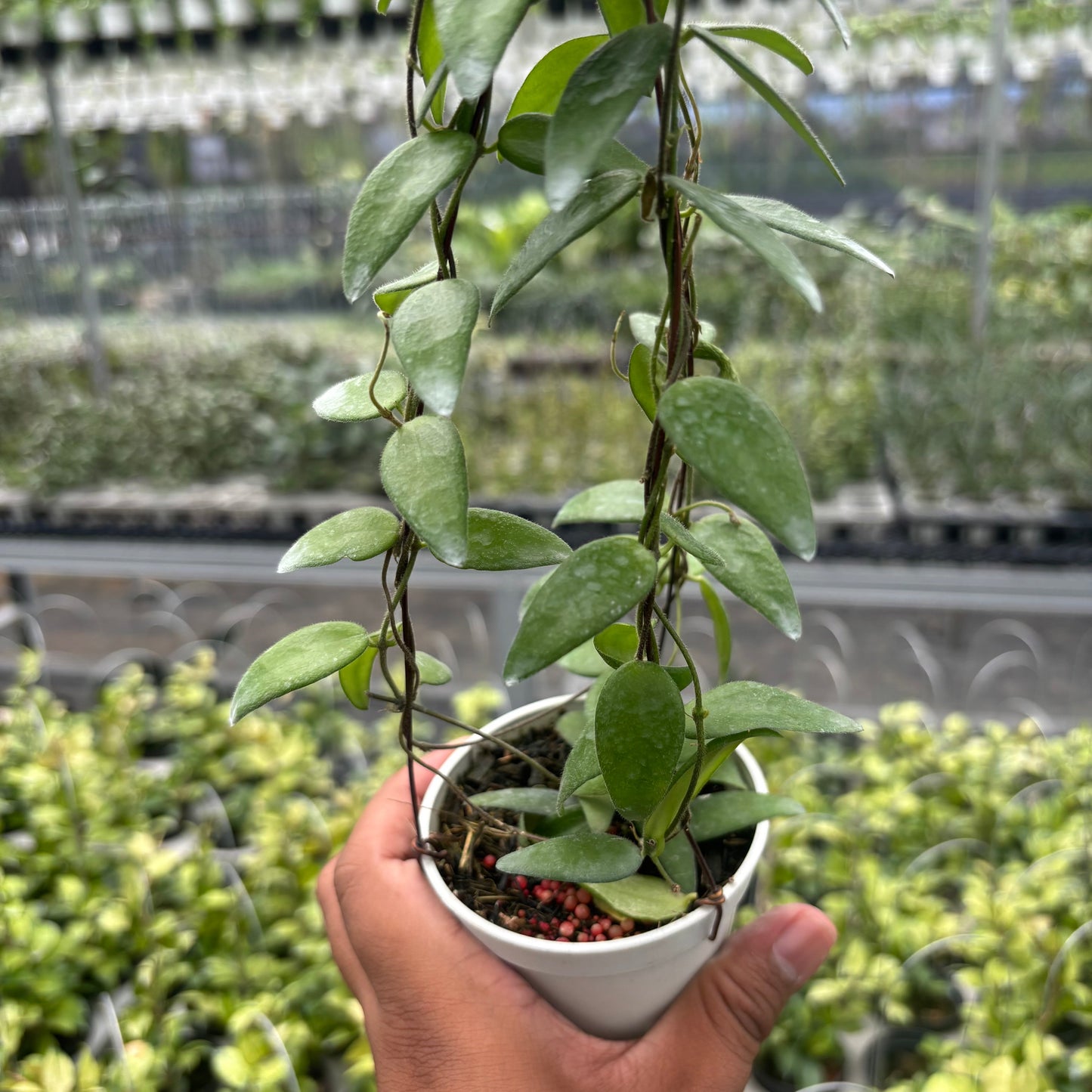 Hoya Dolicantha