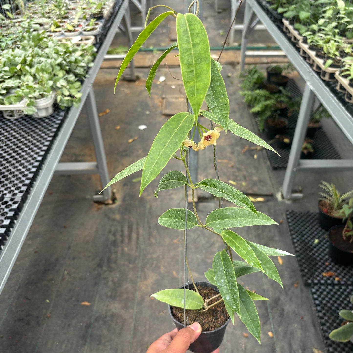 Hoya Surisana "Orange" VN-740 - Indonesian Rare Plants